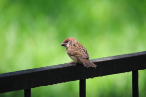 backyard birds